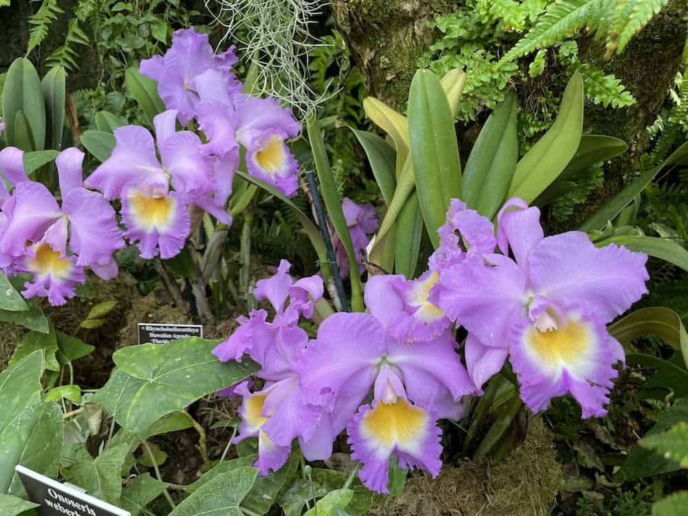The Orchid Show at NY Botanical Garden, 2023 Hi Class Living Magazine